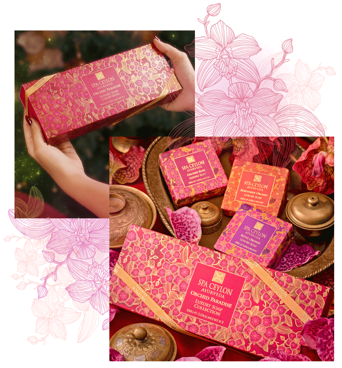 オーキッド パラダイス